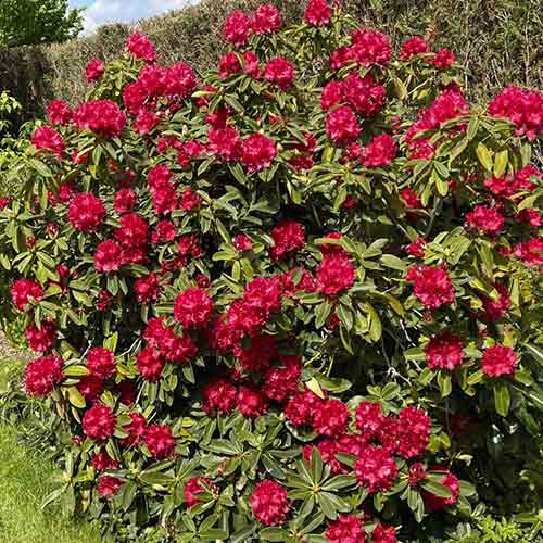 Rhododendron (Różanecznik) Bengal interface.image 1 interface.art 4790