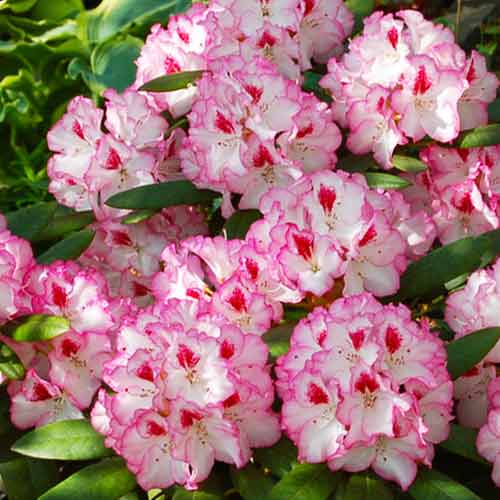 Rhododendron (Różanecznik) Danuta interface.image 1 interface.art 4791