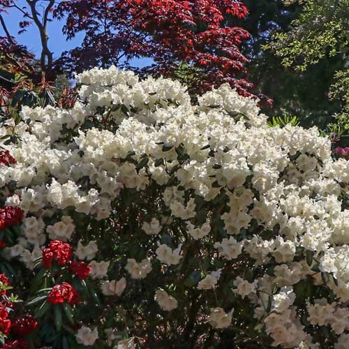 Rhododendron (Różanecznik) Gartendirektor Rieger interface.image 1 interface.art 9155