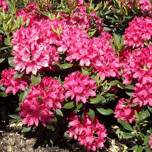Rhododendron (Różanecznik) Pearce's American Beauty interface.image 1 interface.art 4797