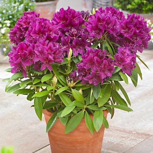Rododendron (Różanecznik) Polarnacht, P9 interface.image 1 interface.art 9157