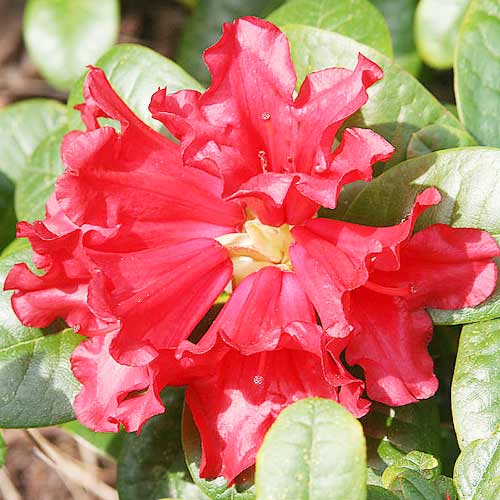 Rhododendron Scarlet Wonder imagine 2 articol 9090