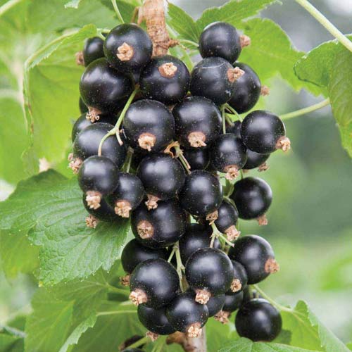 Coacăz negru Ben Nevis imagine 1 articol 7576