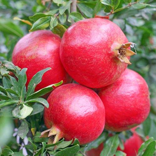 Rodie Acco, С2 imagine 2 articol 7994