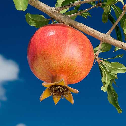 Rodie Wonderfull, С2 imagine 1 articol 4868