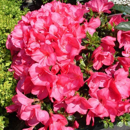 Rhododendron Anouk imagine 2 articol 2599