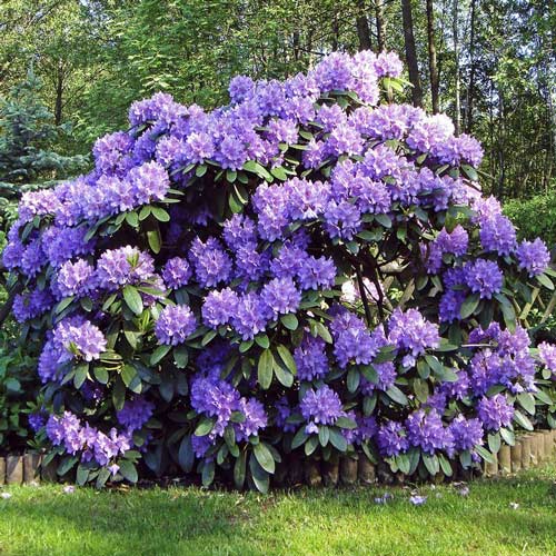 Rhododendron (Różanecznik) Blue Silver interface.image 1 interface.art 2545