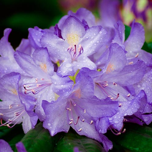 Rhododendron (Różanecznik) Blue Silver interface.image 2 interface.art 2545