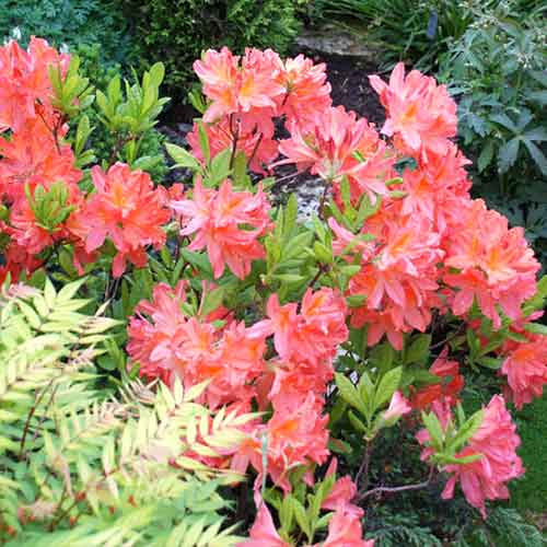 Рододендрон Parkfeuer изображение 1 артикул 4799