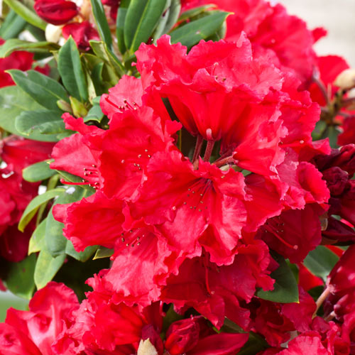 Rhododendron Red Jack imagine 2 articol 2404
