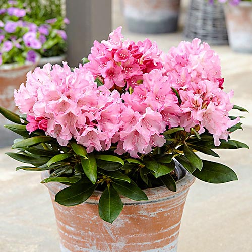 Rododendron (Różanecznik) Hania, P9 interface.image 1 interface.art 9092