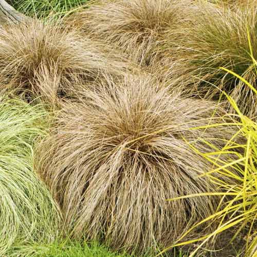 Rogoz (Carex) Bronco, C3 imagine 1 articol 8520