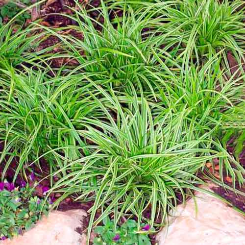 Rogoz (Carex) Ice Dance imagine 1 articol 5590