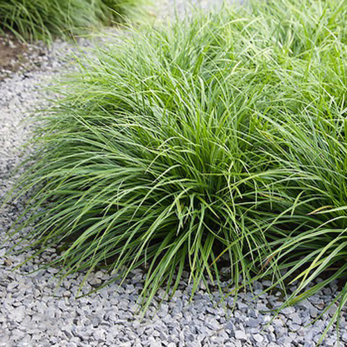 Rogoz (Carex) Irish Green imagine 1 articol 3980