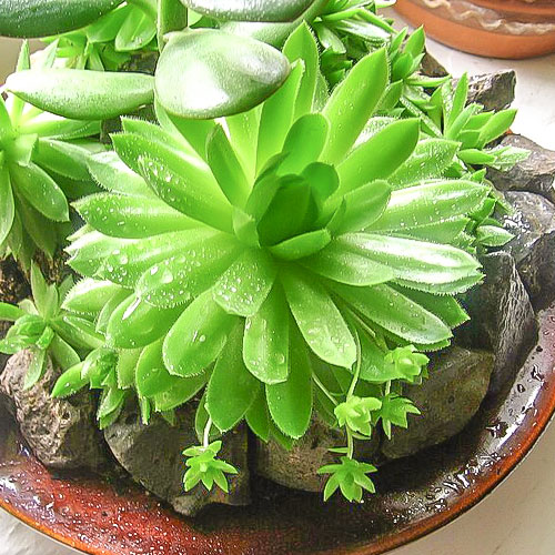 Rojnik pajęczynowaty (Sempervivum) Alabaster interface.image 1 interface.art 01359