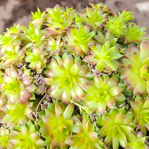 Rojnik pajęczynowaty (Sempervivum) Cameleon interface.image 1 interface.art 01377