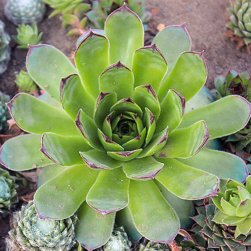 Rojnik (Sempervivum) Mahogany interface.image 1 interface.art 01367