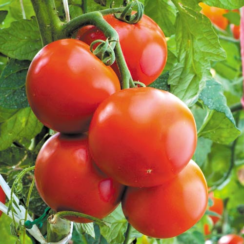 Roşie Baron F1 imagine 1 articol 8728