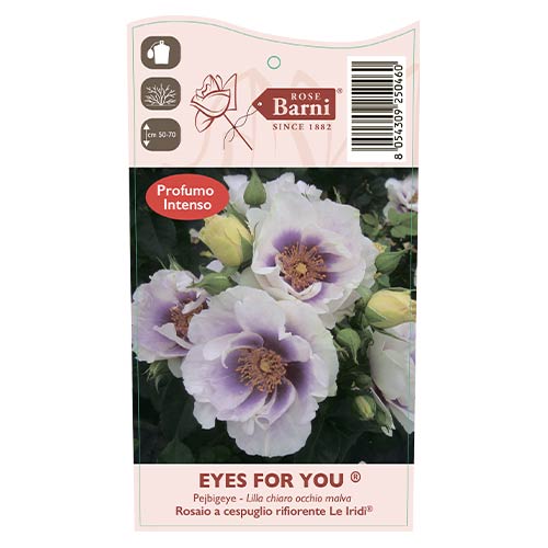 Róża rabatowa Eyes for You®, C5 interface.image 5 interface.art 5507