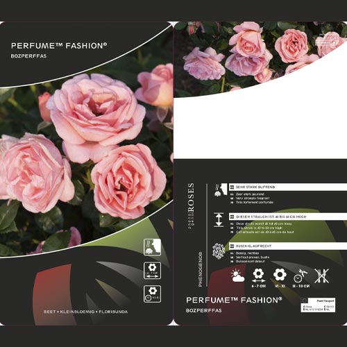 Róża rabatowa Perfume Fashion®, C3 interface.image 2 interface.art 4978