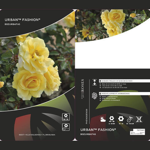 Róża rabatowa Urban ™ Fashion ®, С3 interface.image 2 interface.art 5008