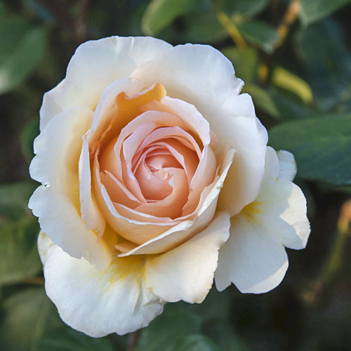 Роза чаен хибрид Anna Fendi®, C5 изображение 2 артикул 5548