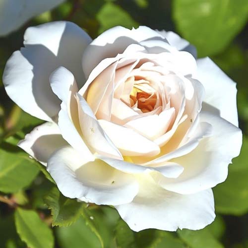 Роза чаен хибрид Brilliance изображение 1 артикул 6223