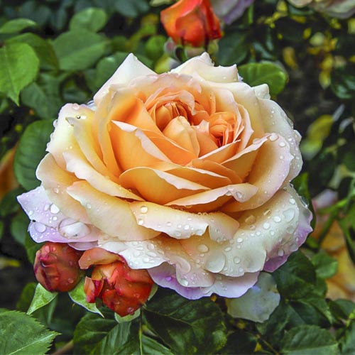 Роза чаен хибрид Capri®, C5 изображение 1 артикул 5556