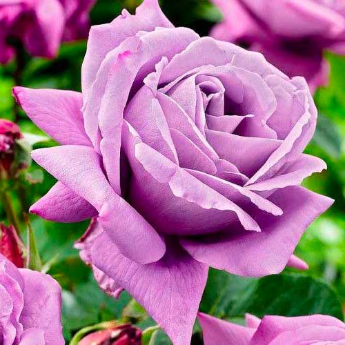 Роза чаен хибрид Charley изображение 1 артикул 3657