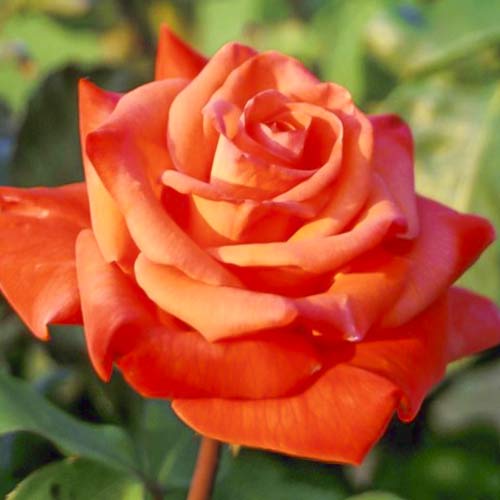 Роза чаен хибрид Christoph Columbus изображение 1 артикул 6224