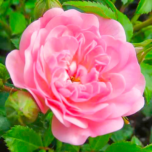 Роза чаен хибрид Fairy изображение 1 артикул 3683