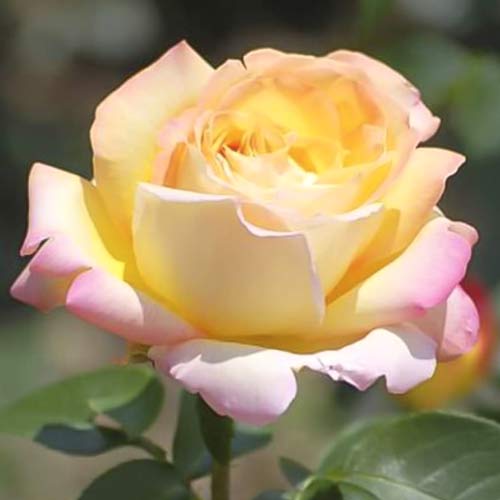 Роза чаен хибрид Gloria Dei, C3 изображение 1 артикул 5015