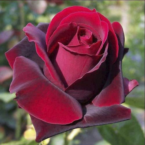 Роза чаен хибрид Grand Gala изображение 1 артикул 6231