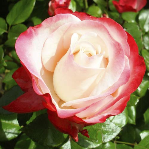 Роза чаен хибрид Nostalgia изображение 1 артикул 6239