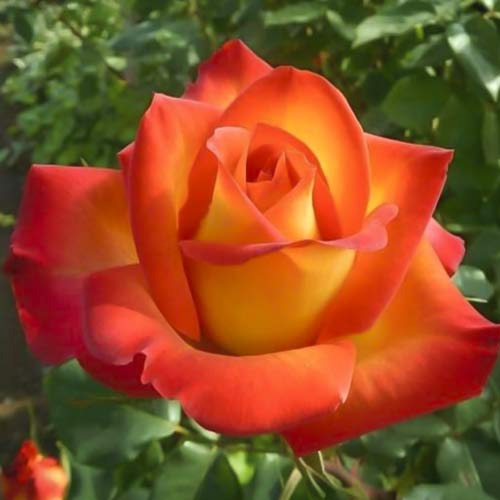 Роза чаен хибрид Prestige de Lyon изображение 1 артикул 6241