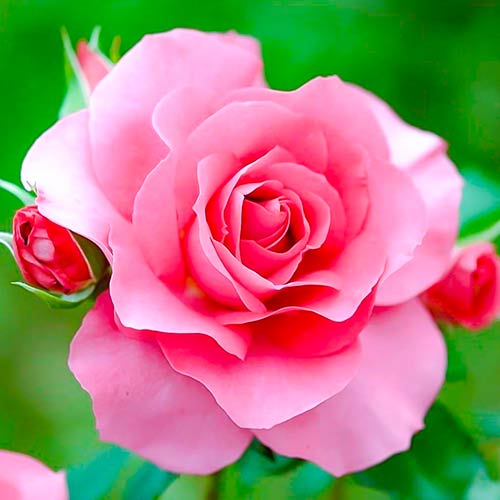 Роза чаен хибрид Queen of England изображение 1 артикул 4987