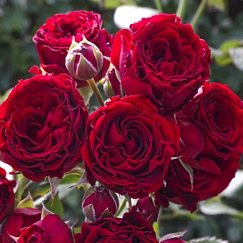 Роза чаен хибрид Red Sensation изображение 1 артикул 6244