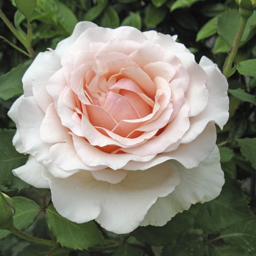 Роза чаен хибрид Roberto Cappucci®, C5 изображение 1 артикул 5551