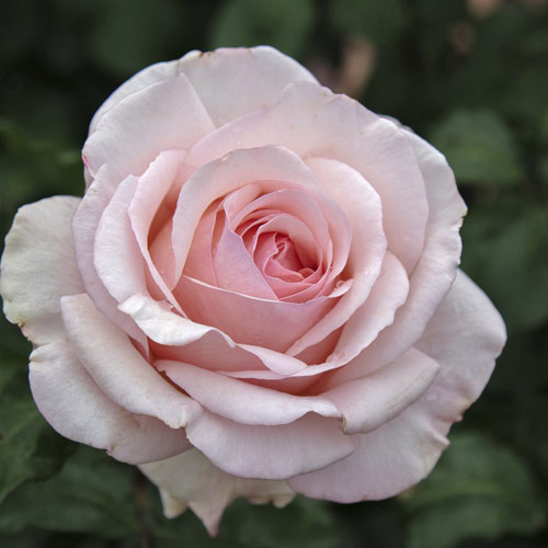 Роза чаен хибрид Roberto Cappucci®, C5 изображение 2 артикул 5551