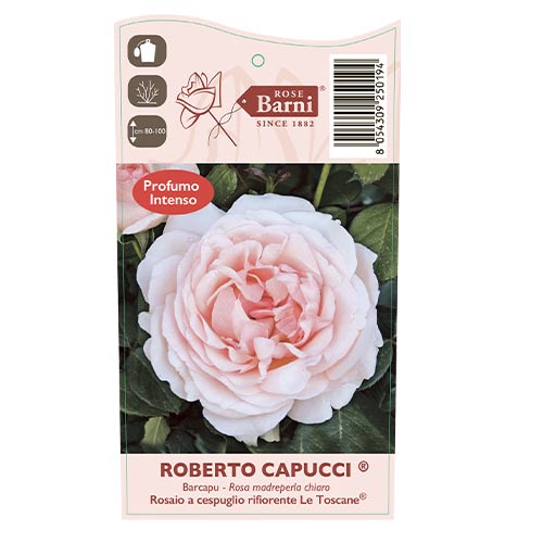 Роза чаен хибрид Roberto Cappucci®, C5 изображение 5 артикул 5551