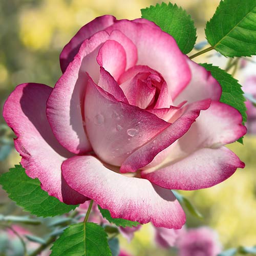 Trandafir teahibrid Atlas imagine 1 articol 2103