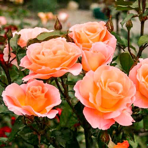 Trandafir teahibrid Exotica imagine 2 articol 2144