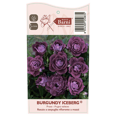 Роза флорибунда Burgundy Iceberg®, С5 изображение 5 артикул 6146