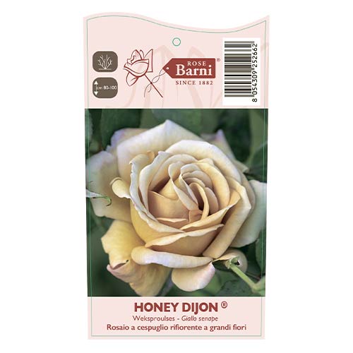 Роза флорибунда Honey Dijon®, С3 изображение 3 артикул 6144