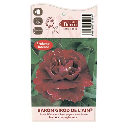 Роза катерлива Baron Girod De L'ain, C3 изображение 3 артикул 6141