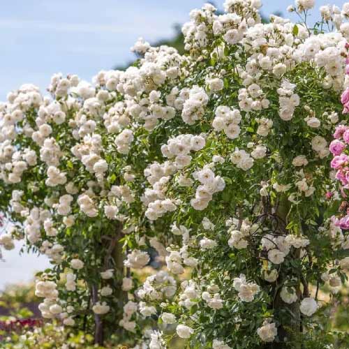 Роза катерлива Climbing Iceberg, root ball изображение 1 артикул 2148