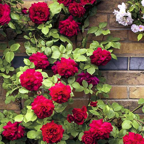 Роза катерлива Don Juan изображение 1 артикул 6249