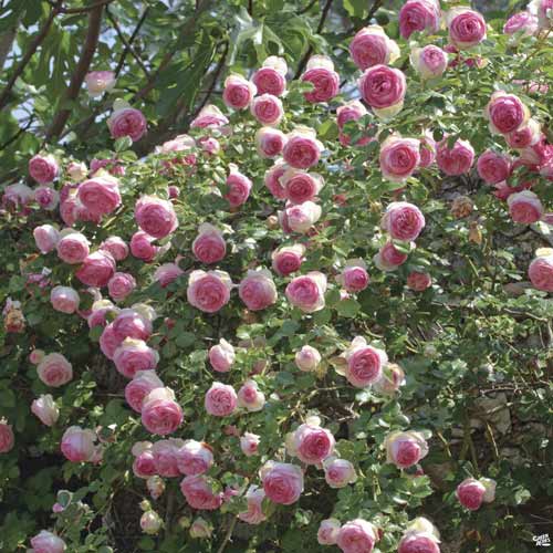 Роза катерлива Eden Rose® изображение 1 артикул 4559