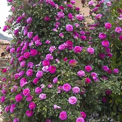 Роза катерлива Gloriana изображение 1 артикул 6250