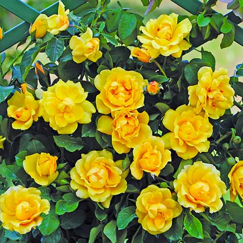 Роза катерлива Golden Gate® изображение 1 артикул 5494